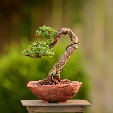 Portulacaria afra (dwarf Jade) bonsai tree in a handmade pot by Little Jade bonsai. Elephant Bush Succulent, Jade Plant Bonsai, Elephant Bush, Bonsai Mame, Ficus Bonsai, Jade Bonsai, Bonsai Tree Types, Bonsai Tree Care, Bonsai Techniques