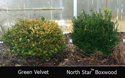 This side by side comparison of boxwood is a great example of the power of trialing plants. I’ve been growing and trialing North Star boxwood for over five years. North Star Boxwood, Boxwood Garden, Proven Winners, Ornamental Plants, North Star, Cool Plants, The Plant, Front Garden, Local Food