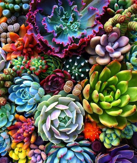 Succulents Succulents Wallpaper, Succulent Art, Colorful Succulents, Backgrounds Phone, Plant Wallpaper, Plant Aesthetic, Backgrounds Phone Wallpapers, Cactus Y Suculentas, Pretty Plants