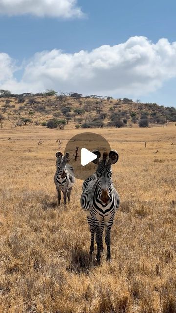 National Geographic Travel on Instagram: "Which animal would you be most excited to see? 😍  Visitors to Kenya’s Borana Conservancy might encounter zebras, elephants, giraffes, and more on a horseback safari.  See why the intimate experience is ranked the number one travel adventure from our #BestOfTheWorld 2024 selection at the link in bio.  Video by @nicholesobecki" Horseback Safari, Wildlife Photography National Geographic, National Geographic Videos, Giraffes, Travel Adventure, Wild Animals, Zebras, Worlds Of Fun, Animal Gifs