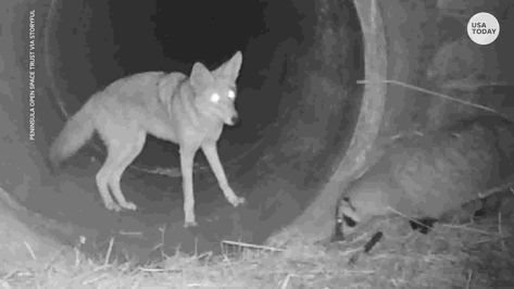 Caught on cam: Coyote, badger make rare traveling companions Traveling Together, Game Theory, Video Capture, Badger, Rats, Funny, Animals, Travel