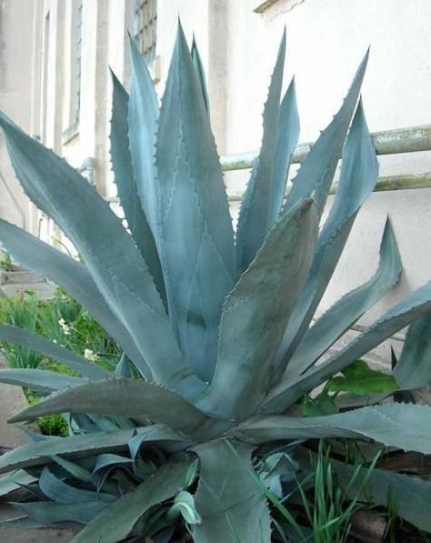 the Planket Frost Protection 10 x 12 ft Rectangular Plant Cover, Green Jurassic Plants, Blue Agave Plant, Agave Americana, Low Water Plants, Century Plant, Succulent Landscaping, Blue Plants, Blue Agave, Agave Plant