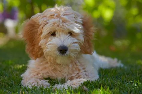 Dog breeder who created Labradoodle regrets opening 'Pandora's box' Labradoodle Breeders, Hypoallergenic Dog Breed, Australian Labradoodle, Hypoallergenic Dogs, English Sheepdog, Old English Sheepdog, Best Dog Breeds, Dog Breeder, Free Dogs