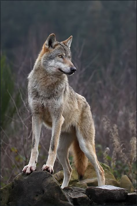 GORGEOUS! Wolf Images, Wolf Photography, Alpha Wolf, Wolf Photos, Timber Wolf, Wolf Wallpaper, Wolf Love, Wild Wolf, Wolf Pictures