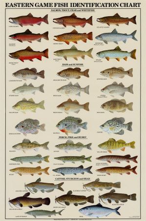 Eastern Gamefish Identification Chart Vintage Fish Poster, Fish Posters, Lake Sturgeon, Salmon Species, Fish Chart, Coho Salmon, Chinook Salmon, Lake Fish, Fish Poster