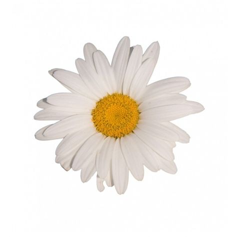 Daisy Flower White Background ❤ liked on Polyvore featuring flowers, backgrounds and filler Flower White Background, Quotes Flowers, Background Quotes, Bel Art, Flowers Background, Flower Icons, Png Aesthetic, Flower White, Trendy Flowers