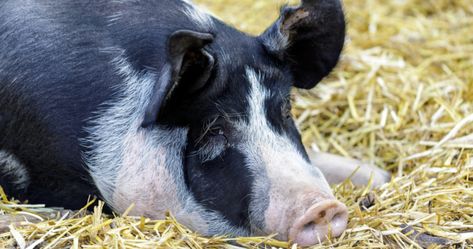 Black Pigs, Berkshire Pig, Cody Miller, Hampshire Pig, Berkshire Pigs, Pig Breeds, Raising Pigs, Pet Pig, Black Pig