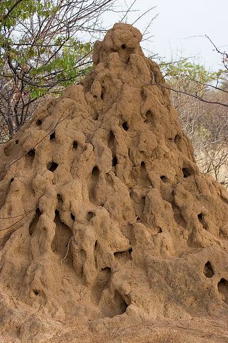 Insect Architecture | Termite mound | Southern Angola.  Photography  Andrew Luyten | Flickr Termite Mound Architecture, Ant Architecture, Insect Architecture, Termite Mound, Animal Architecture, Termite Prevention, Ant Hill, Termite Control, Natural Structures