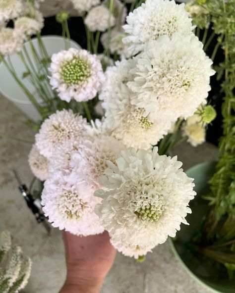 Two of my favorite summer bloomers: lavatera and scoop scabiosa! I love lavatera for a few reasons: long vase life, delicate looking petals and blooms that continue opening on the stem. But the thing I love most about it is that it’s a super easy direct sown crop 😉 I have two successions going, deciding whether chancing a third would work in this heat 🤔 Maybe @wild_whimsy_flowers knows? Thank you @allie.case.photography so much for these photos from our popup with @sjflowercollective last we... Scoop Scabiosa, Whimsy Flowers, Case Photography, Long Vase, This Heat, The Thing, Super Easy, Pop Up, My Favorite