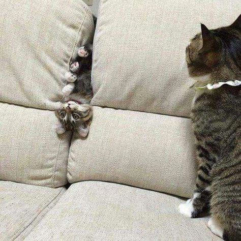 Cats playing on a couch and one of the cats is stuck between the couch cushions upside down #cats #humor #catsandkittens How To Cat, Söt Katt, Image Chat, Two Cats, Funny Cat Pictures, Romantic Art, Cute Kittens, Funny Animal Pictures, 귀여운 동물