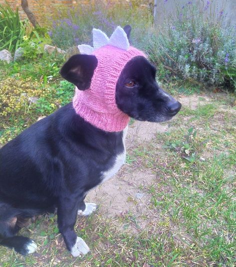 Knitted Dog Hat, Knitting Patterns For Dogs, Cat Hat Pattern, Crochet Dog Hat, Dog Hats, Dog Beanie, Knitted Dog, Pet Sweaters, Dog Enrichment