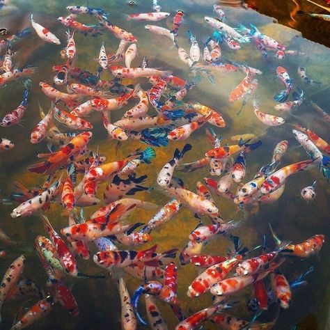 Rainbow Koi Fish, Fish Tank Film, Aquarium Design Ideas, Modern Aquarium, Goldfish Party, Types Of Betta Fish, Aquarium Craft, Fish Tank Themes, Koi Betta