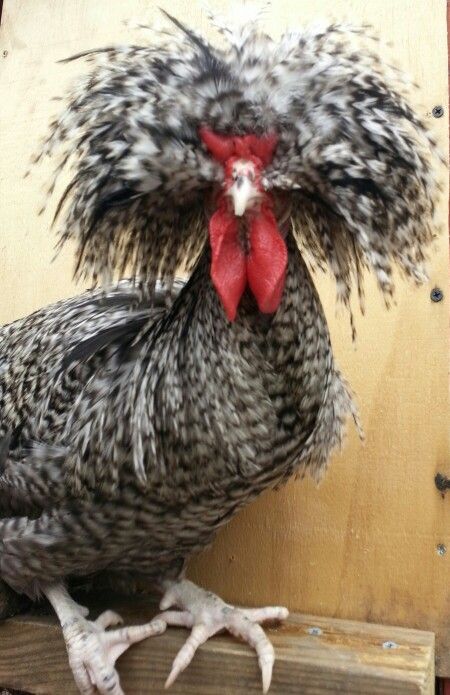 Kevin the cuckoo polish roo......"O.K. SO I NEED A COMB-OUT.... I KNOW - I KNOW !!!".............ccp Fuzzy Chickens, Pretty Chickens, Rare Chicken Breeds, Funny Chickens, Polish Chicken, Fancy Chickens, Beautiful Chickens, Pig Farming, Chickens And Roosters