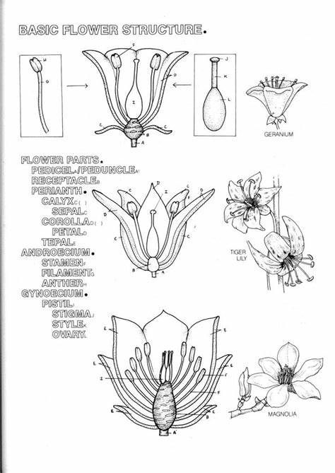 Botany Coloring Book Pages sketch template Botany Books, Book Coloring Pages, Sketch Template, Plant Study, Biology Teacher, Plant Book, Plant Science, Nature Study, Science Art