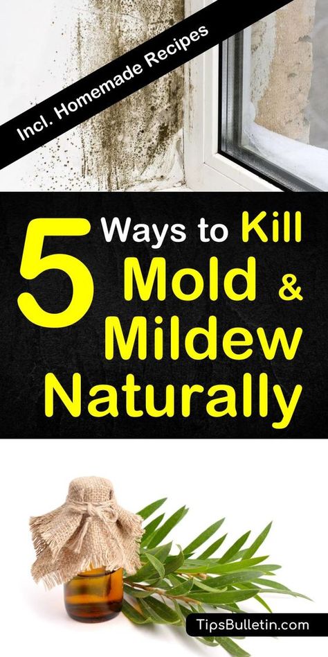 How to remove and clean mold and mildew naturally from walls, ceiling, car, shower, carpet or wood. Using hydrogen peroxide, tea tree oil, and other natural remedies. Includes DIY homemade mold remover recipes.#moldremover #diy #clean #mildew #health Kill Mold, Cleaning Naturally, Clean Hacks, Homemade Toilet Cleaner, Clean Baking Pans, Black Mold, Cleaning Mold, Cleaning Painted Walls, Mold Removal