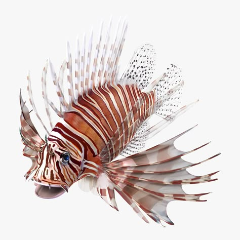 Puffer Fish Art, Fish Photo, Fish Costume, Fish Icon, Lion Fish, Smiling Man, Fishing Game, Animal Reference, Animal References