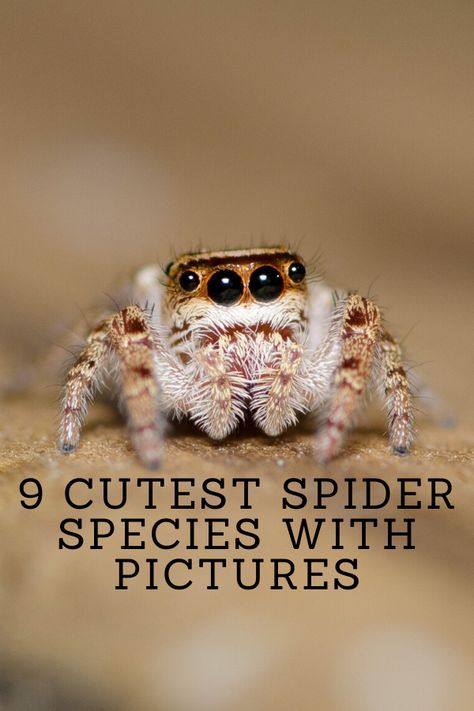 cutest spider in the world, cutest spider species, cutest spider on earth, cutest spider breed, cutest spiders ever, cutest spider lucas, cute spider australia, the cutest spider, the cutest spider ever, the cutest spider you'll ever see, the cutest spider lucas, cutest baby spider, cutest blue spider cute spider clipart, cute spider close up, cute spider comic Lucas Spider, Spider Cute, Lucas The Spider, Spider Clipart, Tiny Spiders, Spider Species, Cute Spider, Arachnids, Spiders