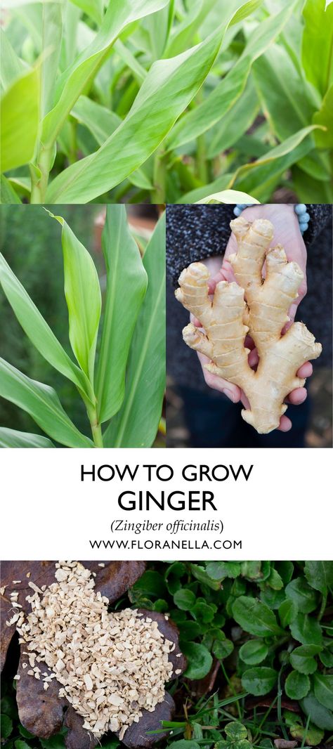 How to Grow Ginger — Floranella Ginger Plant Flower, Plant Ginger, How To Grow Herbs, Growing Ginger, Ginger Plant, Medicinal Garden, Grow Herbs, When To Plant, Aromatic Plant