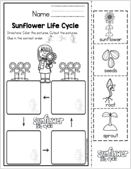 Life Cycle Of A Sunflower Preschool, Sunflower Life Cycle Printable Free, Life Cycle Of Sunflower, Life Cycle Of A Flower, Life Cycles Kindergarten, Plant Life Cycle Worksheet, Flower Life Cycle, Sunflower Life Cycle, Butterfly Life Cycle Craft