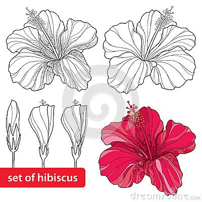 Set of Chinese Hibiscus or Hibiscus rosa-sinensis  on white background. Flower symbol of Hawaii White Background Flower, Chinese Hibiscus, Hibiscus Drawing, Hibiscus Tattoo, Flower Symbol, Flower Drawing Tutorials, Background Flower, Tropical Art, Creative Drawing