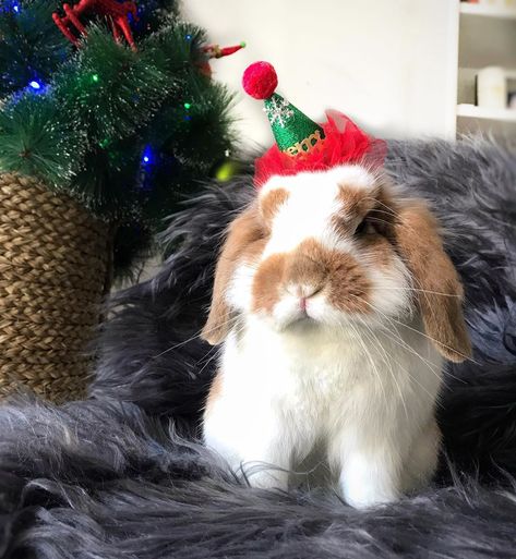 Easter Profile Pics, Rabbit Pfp, Holiday Pfp, Study Bunny, Christmas Bunnies, Christmas Pfps, Cutest Bunny Ever, Happy Rabbit, Christmas Rabbit