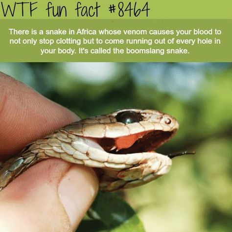 20 Insane Facts to Make You Seem Smarter at Parties - FAIL Blog - Funny Fails Party Fail, Creepy Facts, Wow Facts, Unbelievable Facts, Science Facts, Animal Facts, A Snake, True Facts, History Facts