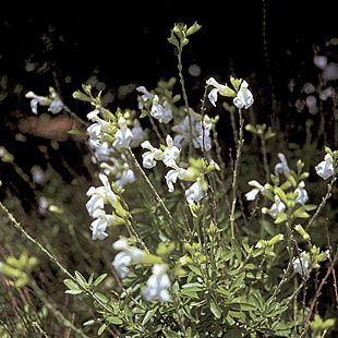 Salvia greggii Salvia Greggii, Tiny Yard, Autumn Sage, Borders Flowers, Texas Sage, Hydrangea Quercifolia, Landscape Yard, Making Plant Pots, Black Thumb