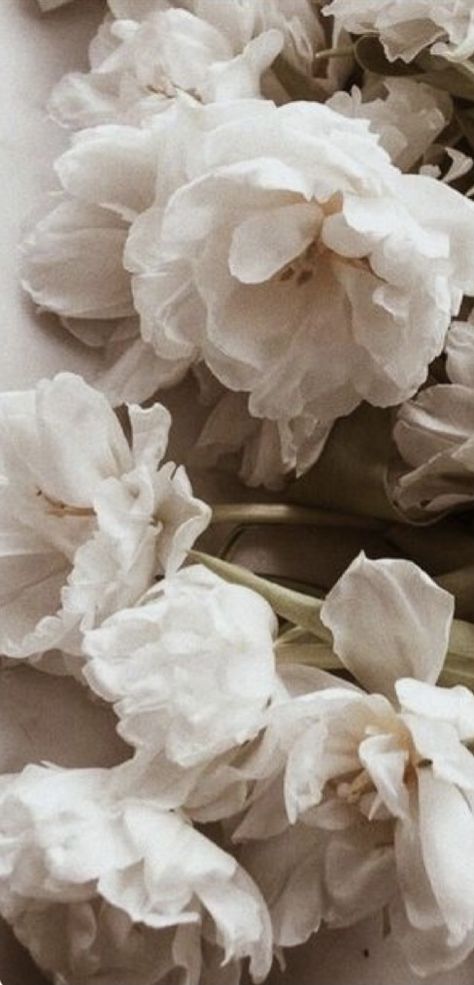 Wallpaper Flowers, Brown Aesthetic, White Flowers, Pastel, Flowers, White, Color