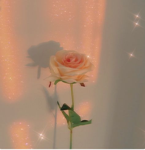 Flower Pink Aesthetic, Aesthetic Chill, Filter Aesthetic, Orange Aesthetic, Photos Ideas, Pink Aesthetic, Aesthetic Girl, Pink Rose, Orange