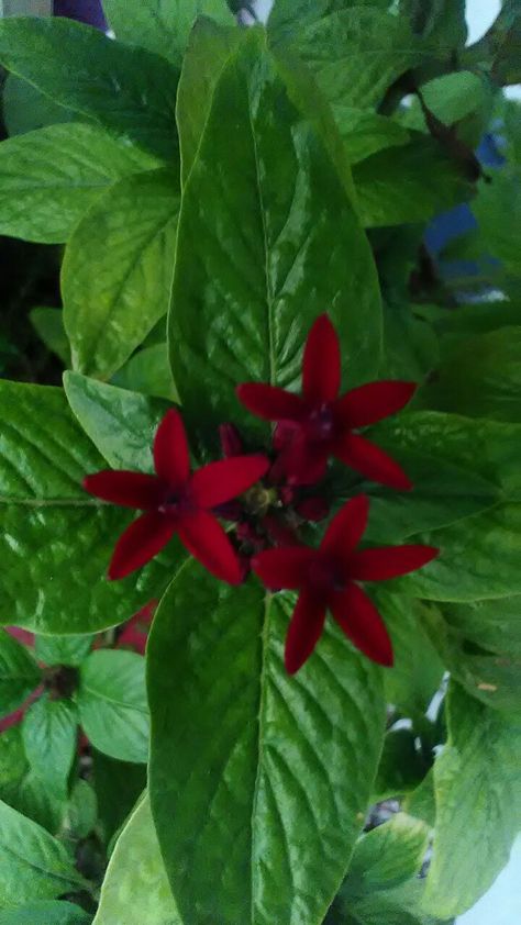 Pentas Lanceolata, Star Cluster, Common Names, Yemen, Family Name, Stars, Red