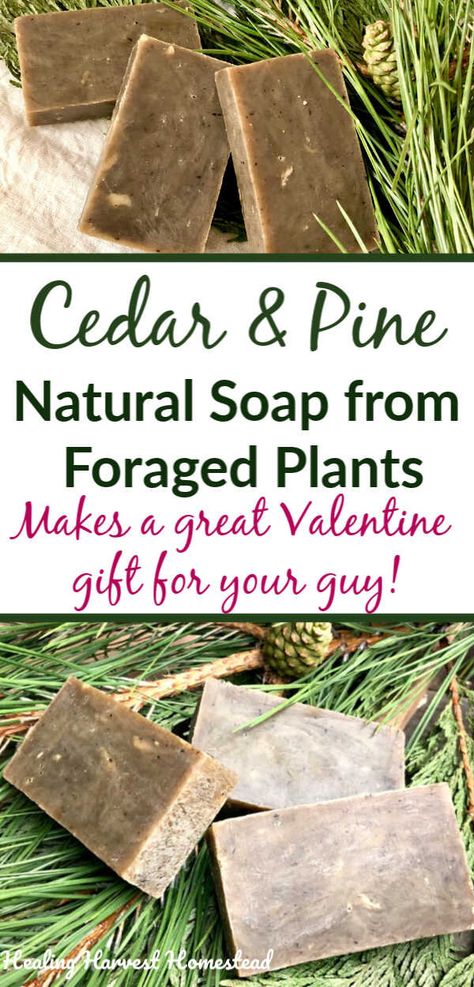 Cedar & Pine Handmade Soap Recipe for Your Manly Man: (An Easy, Natural Soap to Make in Your Crockpot!) — All Posts Healing Harvest Homestead Men Soap, Hot Process Soap, Natural Soaps Recipes, Easy Soap Recipes, Diy Soap Recipe, Herbal Soap, Handmade Soap Recipes, Herbs Garden, Manly Man