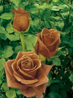 Terra Nostra Roses (NIRP International) and many other examples of BROWN floweers Chocolate Roses, Coming Up Roses, Deco Floral, Love Rose, Beautiful Blooms, Dream Garden, Love Flowers, Garden And Yard, Beautiful Roses