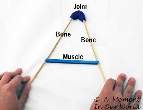 Human Body:Bones, Joints and Muscles - A Moment in our World Muscular System Activities, Human Body Bones, Human Body Crafts, Human Body Lesson, Human Body Unit Study, Human Body Projects, Body Preschool, Human Body Science, Human Body Activities