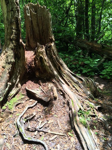 Hollow Tree Trunk, Fire Sketch, Haunted Tree, Nancy Drew Mystery Stories, Wood Stumps, Hollow Tree, Mystery Stories, Painting Inspo, Tree Stump