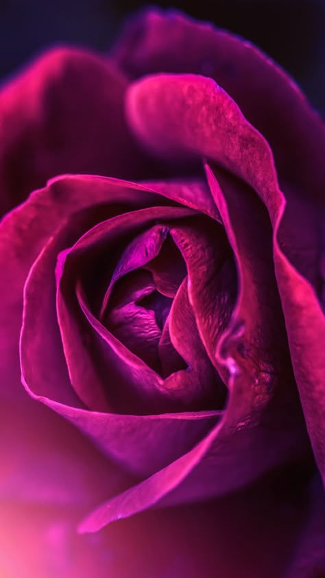 Fuschia Aesthetic, Magenta Roses, Iphone Lock Screen Wallpaper, Iphone Lock Screen, Very Beautiful Flowers, Screen Lock, Magenta Rose, Iphone Wallpaper Classy, Background Flower