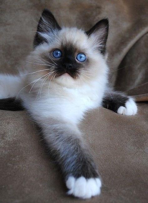 Cat Breeds Hypoallergenic, Best Cat Breeds, All Cat Breeds, Ragdoll Kittens For Sale, Ragdoll Kittens, Cat With Blue Eyes, Siamese Kittens, Ragdoll Kitten, Kitten Pictures