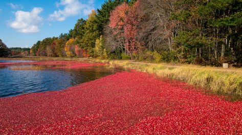 There are plenty of farms on Cape Cod where you can tour cranberry bogs. The following three cranberry bog tours are our favorites. Denmark Landscape, Fall New England, Cranberry Farm, Cranberry Benefits, Cranberry Bog, Fall Backdrops, Anniversary Trips, Fresh Cranberries, Fresh Berries