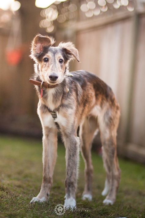 Saluki Puppy, Borzoi Puppy, Saluki Dogs, Borzoi Dog, Dog Best Friend, Dogs Lover, Big Ears, Really Cute Dogs, Dog Photography