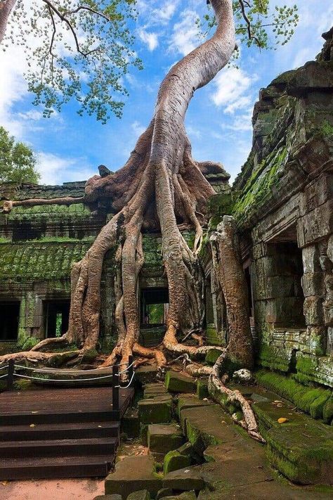 Ankor Watt, Indonesian Temple, Vietnam Jungle, Cambodia Photography, Old Temple, Picture Travel, Jungle Temple, Ta Prohm, Temple Ruins