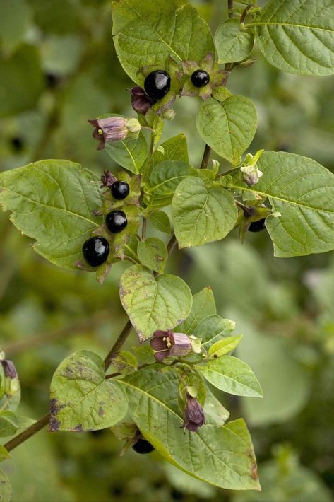 Deadly Nightshade Plant, Atropa Belladona, Belladonna Tattoo, Belladonna Flower, Nightshade Flower, Poisonous Flowers, Nightshade Plant, Deadly Plants, Poison Garden