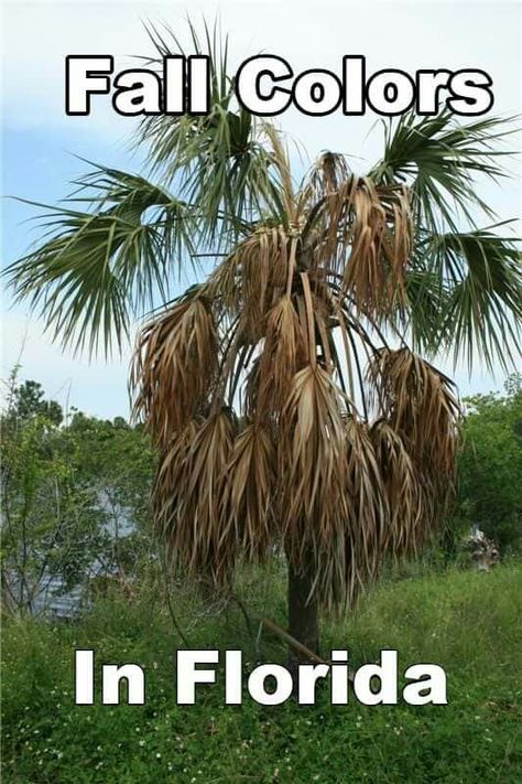 Fall colors in Florida Florida Weather Humor, Ravenala Madagascariensis, Palm Tree Care, Beach Props, Travelers Palm, Florida Funny, Florida Palm Trees, Southwest Landscape, Tropical Patio