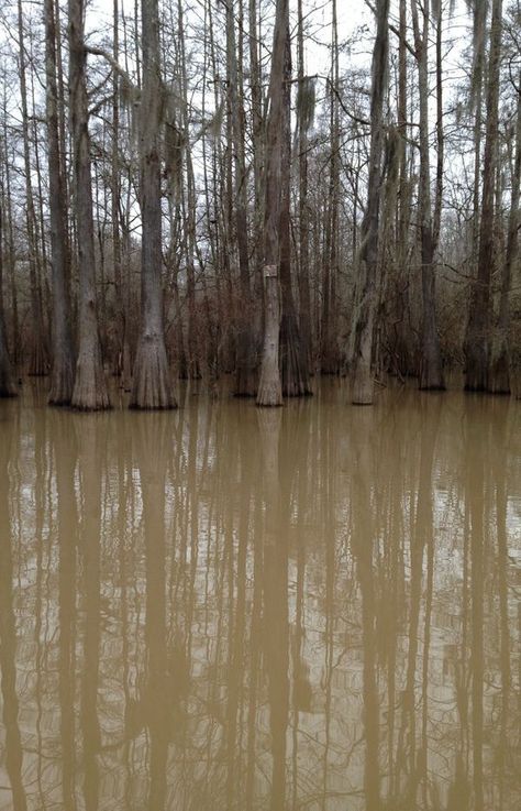 Muddy Water Aesthetic, Muddy Aesthetic, Gothic Americana, Southern Gothic Aesthetic, Swamp Witch, Ju Jitsu, American Gothic, Muddy Waters, Southern Gothic