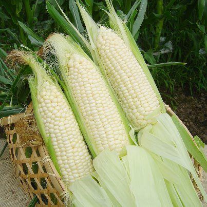 “Nanporo’s Pure White Corn”   Delicious in meals, steamed as a side, or eaten fresh off the cob.    There are many different varieties of corn, but have you ever heard of Pure White?   For more details :   https://www.facebook.com/notes/hokkaido-likers/-food-nanporos-pure-white-corn-delicious-in-meals-steamed-as-a-side-or-eaten-fre/305895749509130 White Corn, White Food, Trip To Japan, Natural Drinks, Corn Recipes, Win A Trip, Seed Company, Seasonal Ingredients, Favorite Food