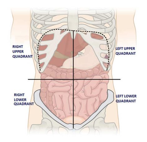 Four Quadrants Abdomen, 4 Quadrants Abdomen, Liver Location, Abdominal Quadrants, Medical Herbalism, Liver Anatomy, Quadrants Of The Abdomen, Kidney Function Test, Enlarged Liver