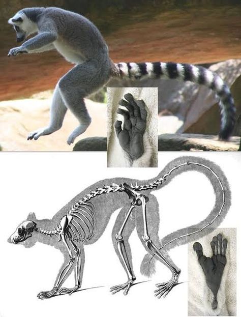 Lemur Anatomy, Lemur Drawing, Ringtail Lemur, Lemur Illustration, Lemur Art, Ring Tailed Lemur, Wolf Poses, Animal Skeletons, Primates