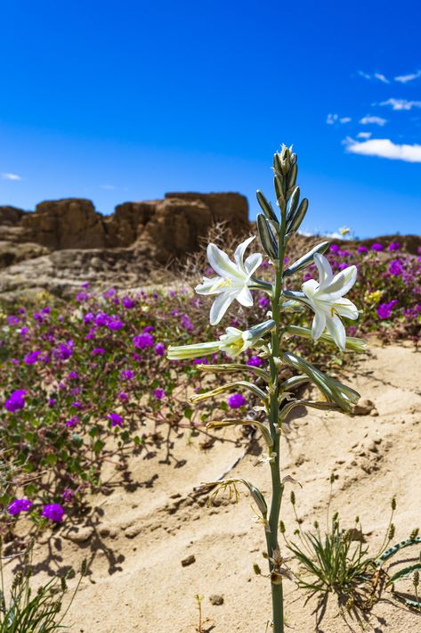 Desert Lily, Desert Bloom, Desert Flowers, Desert Cactus, Desert Plants, New Mexico, Biology, Monument Valley, Monument