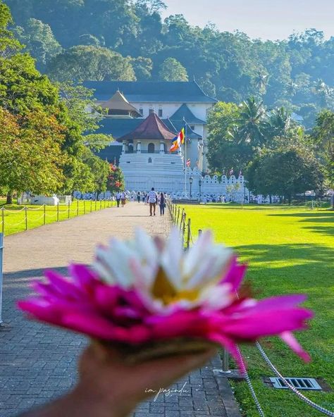 The Temple of the Sacred Tooth Relic or Sri Dalada Maligawa, is a Buddhist temple in Kandy, Sri Lanka. It is located in the royal palace complex of the former Kingdom of Kandy, which houses the relic of the tooth of the Buddha. 📷 ᴄʀᴇᴅɪᴛ ᴛᴏ ᴛʜᴇ ʀᴇᴤᴘᴇᴄᴛɪᴠᴇ ᴏᴡɴᴇʀ Skiing Honeymoon, Asia Travel Destinations, History Of Sri Lanka, Sri Lankan Elephant, Beauty Culture, Holiday Trip, Travel Pictures Poses, Travel Destinations Asia, Mood Off Images