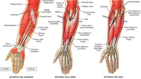 Muscles of the forearm (Anterior).  Know your body! Forearm Muscle Anatomy, Forearm Anatomy, Best Forearm Exercises, Muscles Anatomy, Massage School, Cpc Exam, Shoulder Rehab, Hand Anatomy, Median Nerve