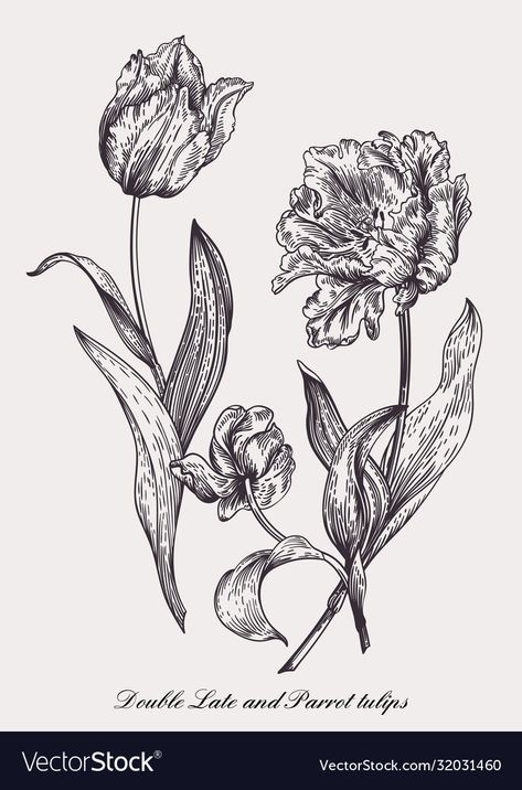 Black And White Botanical Illustration, Black And White Floral Illustration, Floral Illustrations Black And White, Vintage Drawing Sketches, Black And White Flower Drawing, Photoshop Black And White, Botanical Illustration Black And White, Tooth Cap, Tulips Vintage