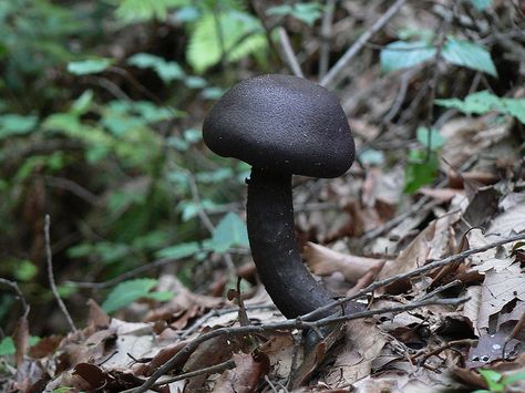 black mushroom by Crystalline Radical, via Flickr Shroom Forest, Black Foods, Mushroom Reference, Mushroom Types, Nature Goth, Mushroom Photos, Moss And Mushrooms, Mushroom Picking, Nature Mushrooms